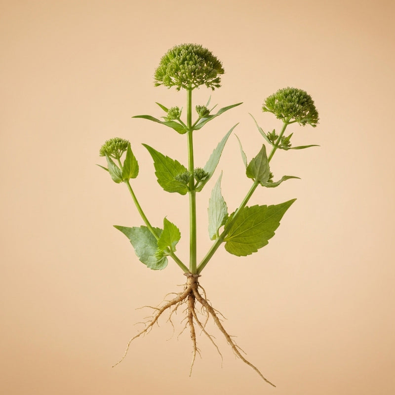 Valeriana Officinalis